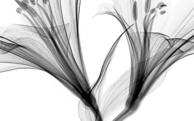 The Glass Creations of Janis Miltenberger